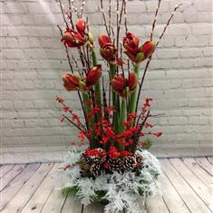 Amaryllis Arrangement 