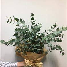 Eucalyptus bunch 