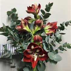 Amaryllis bunch
