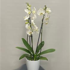 Fresh orchid plant 