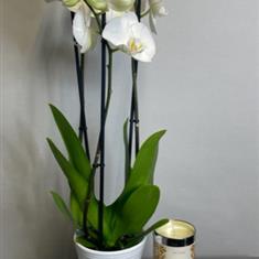 Fresh orchid plant gift set