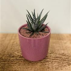 Haworthia Plant