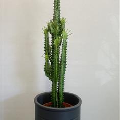 Euphorbia Cactus