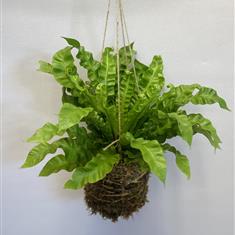 Kokedama Plant