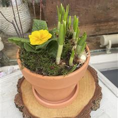 Spring terrecotta pot and saucer