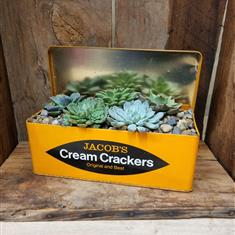 Jacob&#39;s Cream Crackers Cacti Planter
