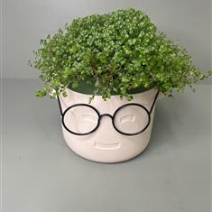Helxine Plant in pot