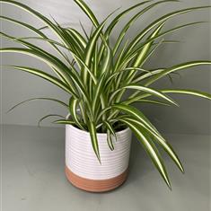 Spider Plant in pot