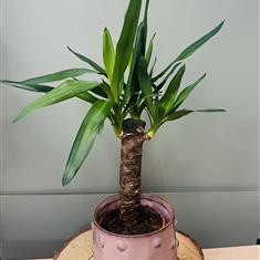 Yucca Plant in Pink Pot
