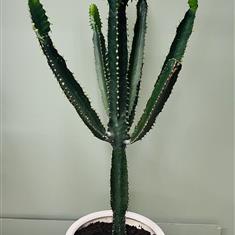 Euphorbia Trigona Plant