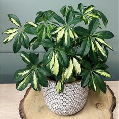 Schefflera Plant