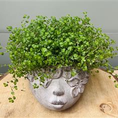 Helexine Plant