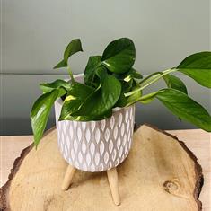Epipremnum Plant and pot