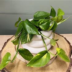 Epipremnum Plant in white pot