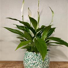 Spathipyllum plant and pot