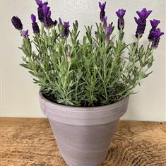 Lavender planter