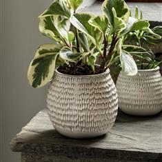 Winkleigh Pot