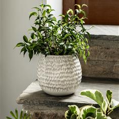 Winkleigh Pot 18cm