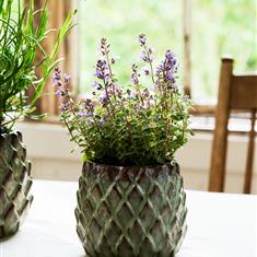 Wilcot Pot