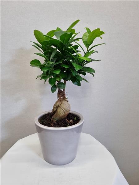 Ficus Tree in Grey Pot