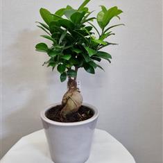 Ficus Tree in Grey Pot The Flower House Florist Garforth Leeds